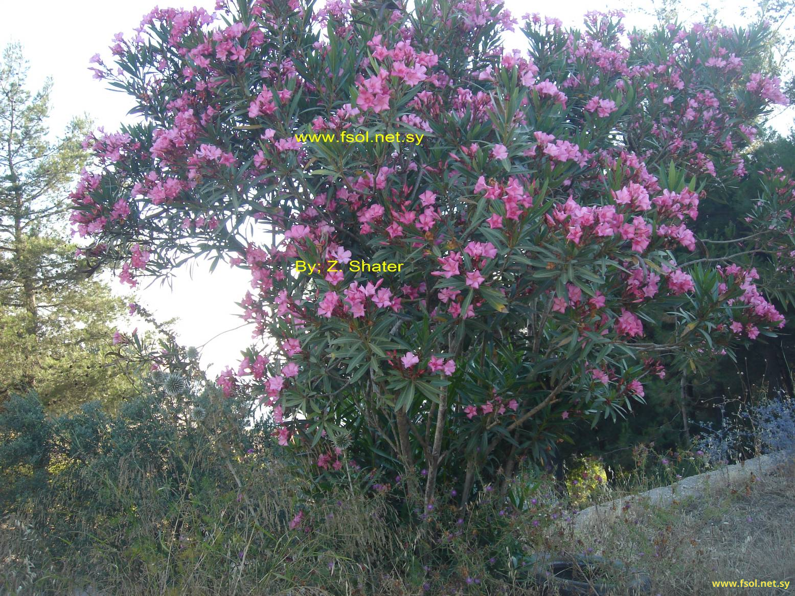 Nerium oleander L.